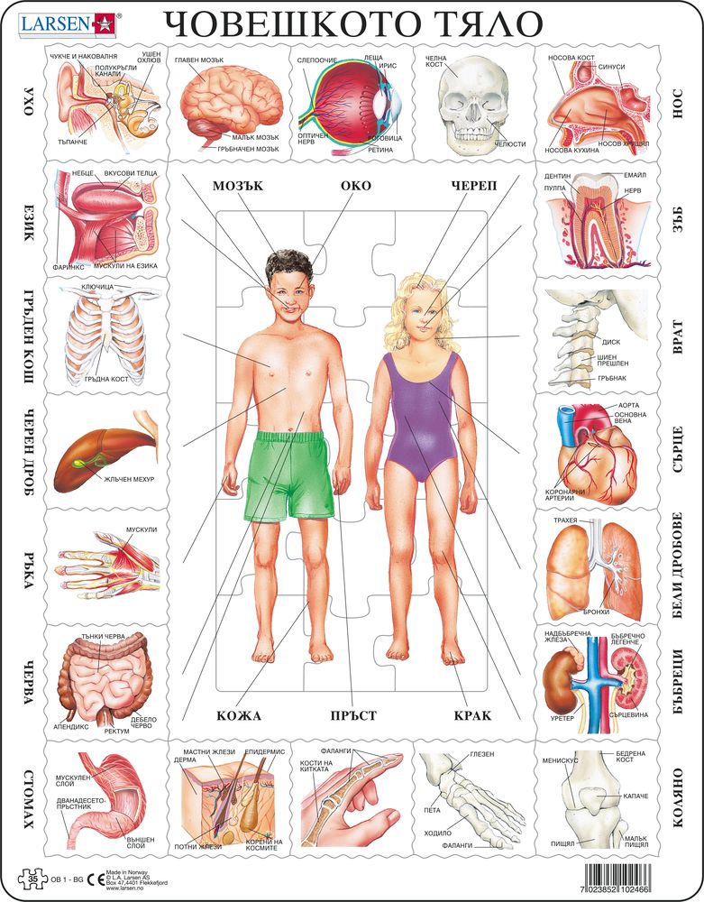 OB1 - Our Body (Bulgarian)