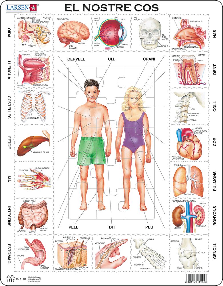OB1 - Our Body (Catalan)