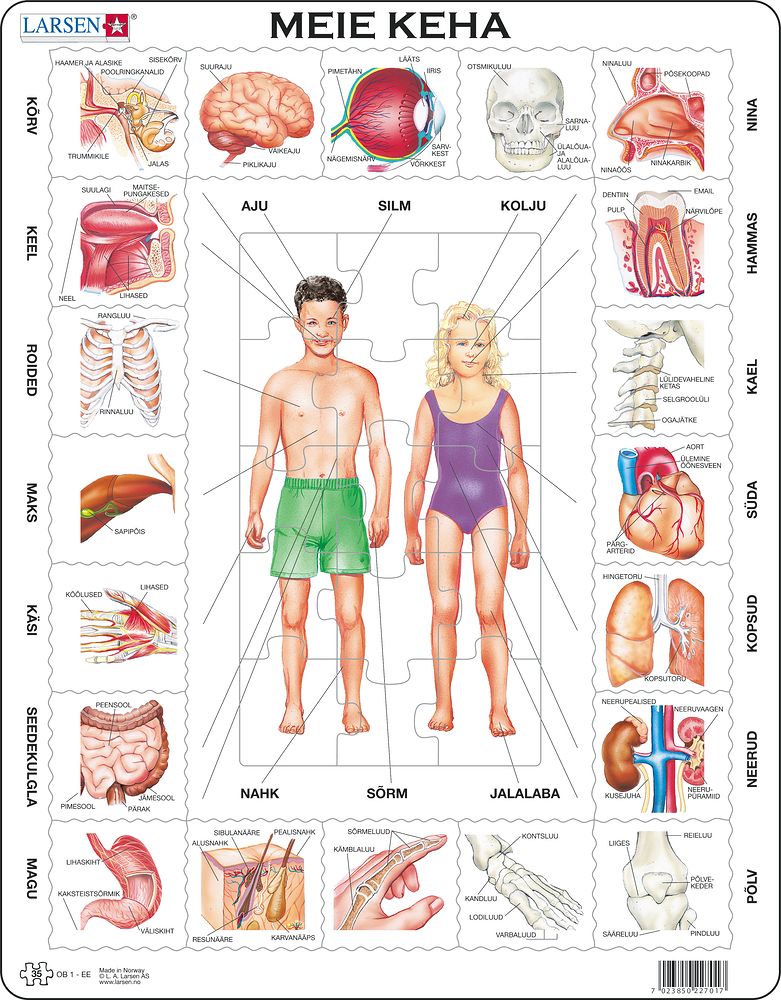 OB1 - Our Body (Estonian)