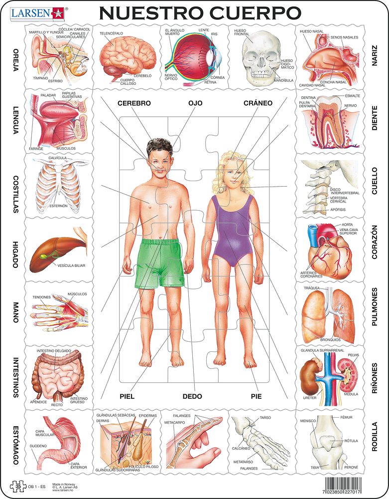 OB1 - Our Body (Spanish)
