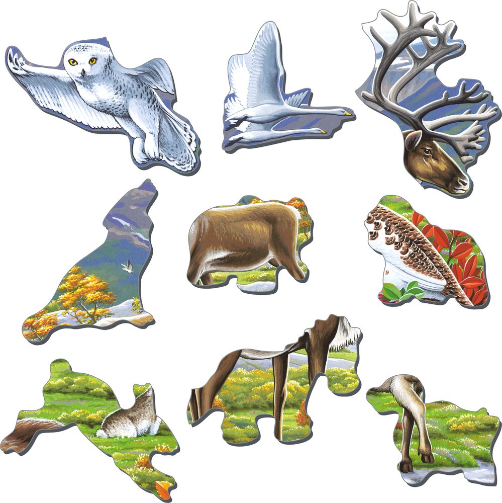 FH14 - Flora and Fauna of the Arctic Tundra (Illustrative image 2)