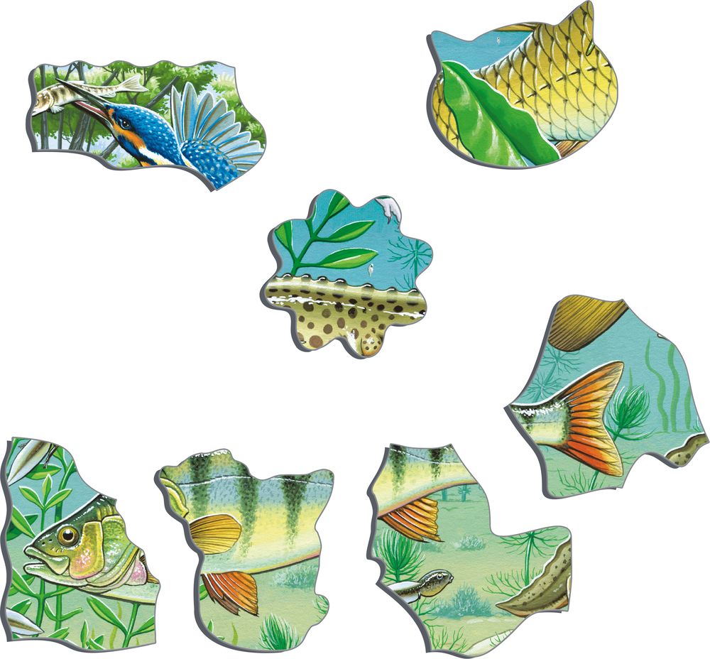 FH19 - European Aquatic Pond Ecosystem (Illustrative image 2)