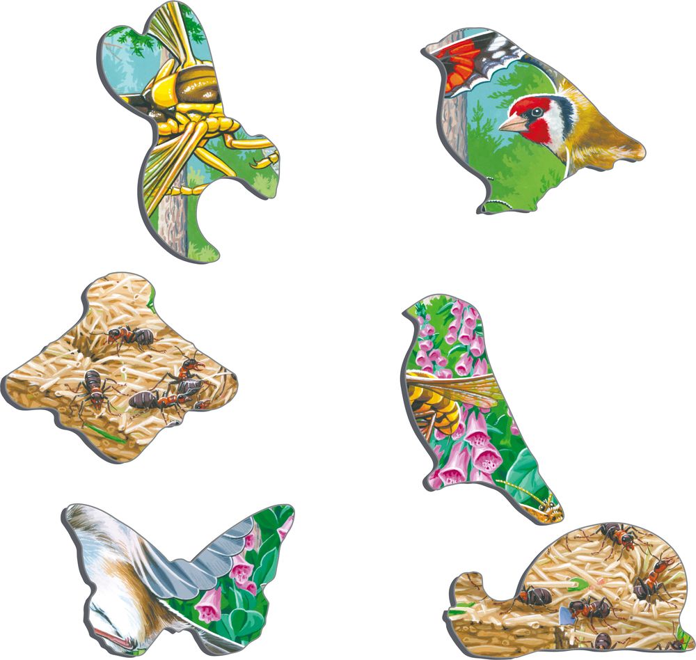 FH46 - Bustling Life on the Forest Floor (Illustrative image 2)