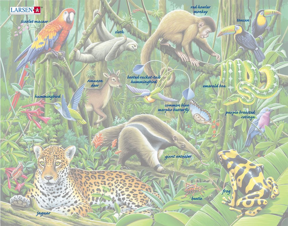 FH10 - The Lush South American Rainforest ()