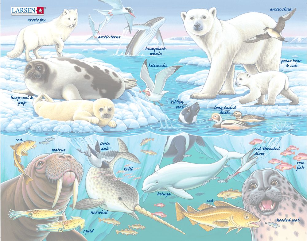 FH11 - Wildlife on and Around an Arctic Iceberg ()