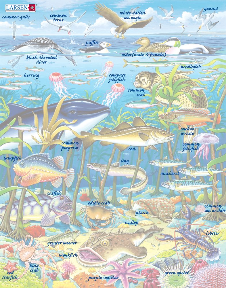 FH13 - Marine Life in the North Atlantic ()