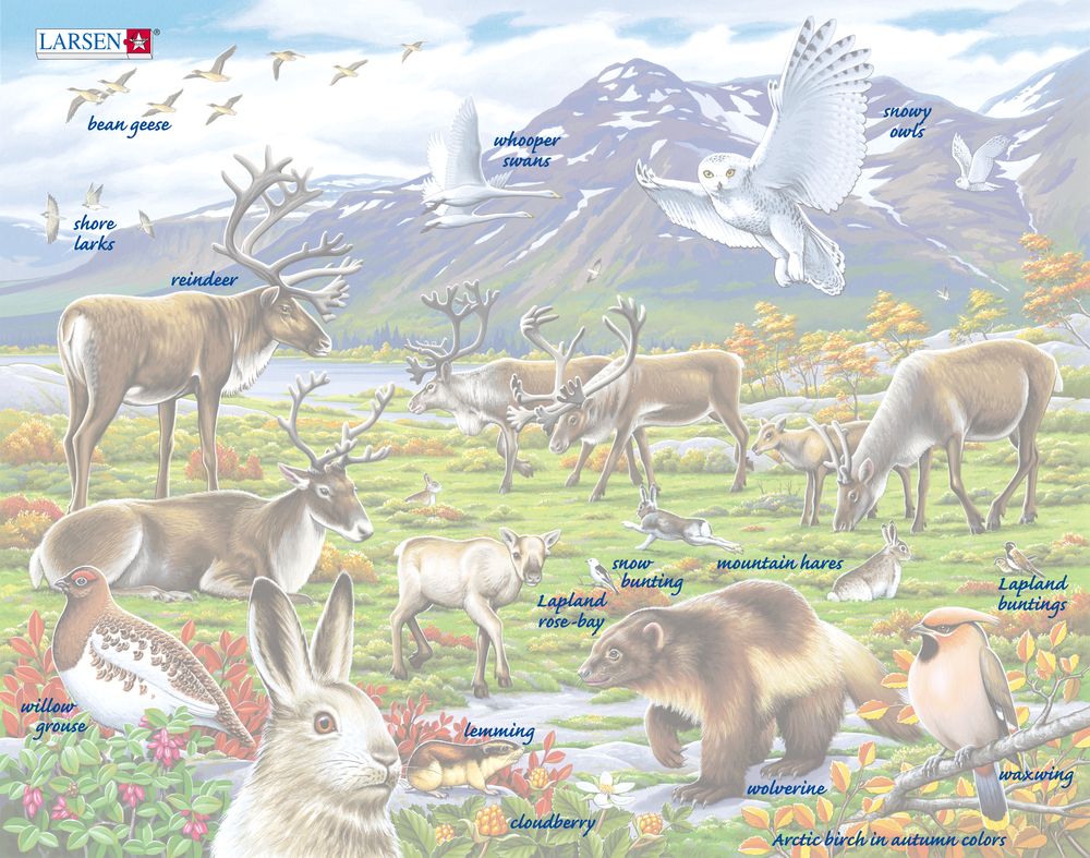 FH14 - Flora and Fauna of the Arctic Tundra ()