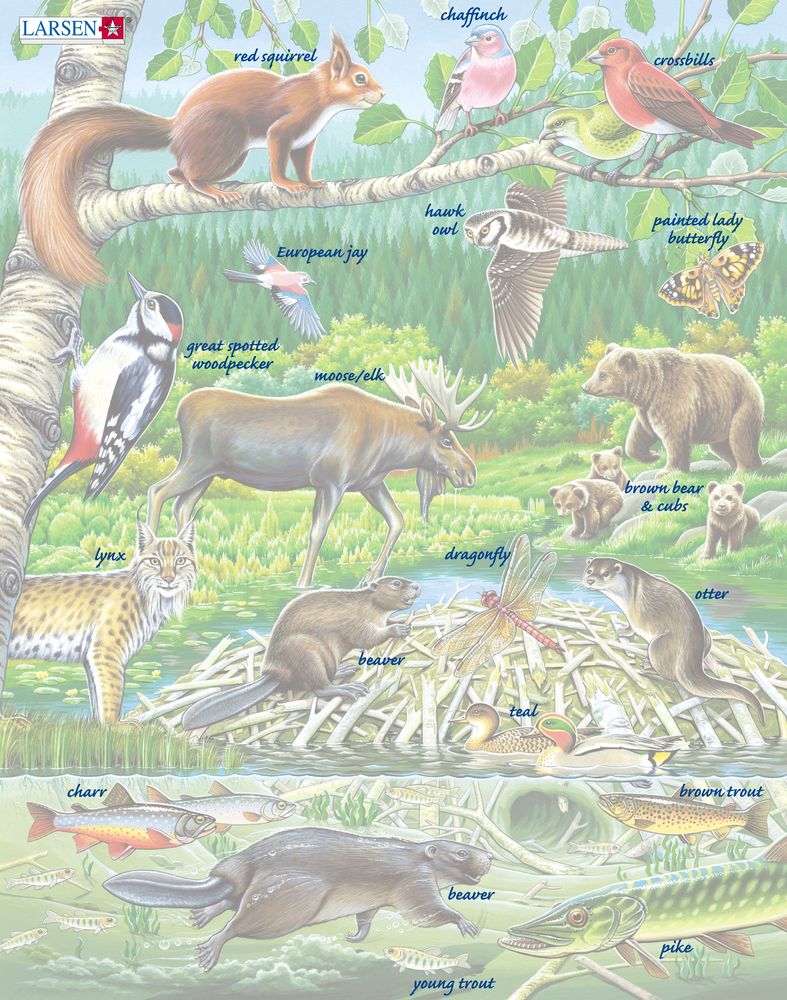 FH15 - A Summer Day in a Nordic Forest ()