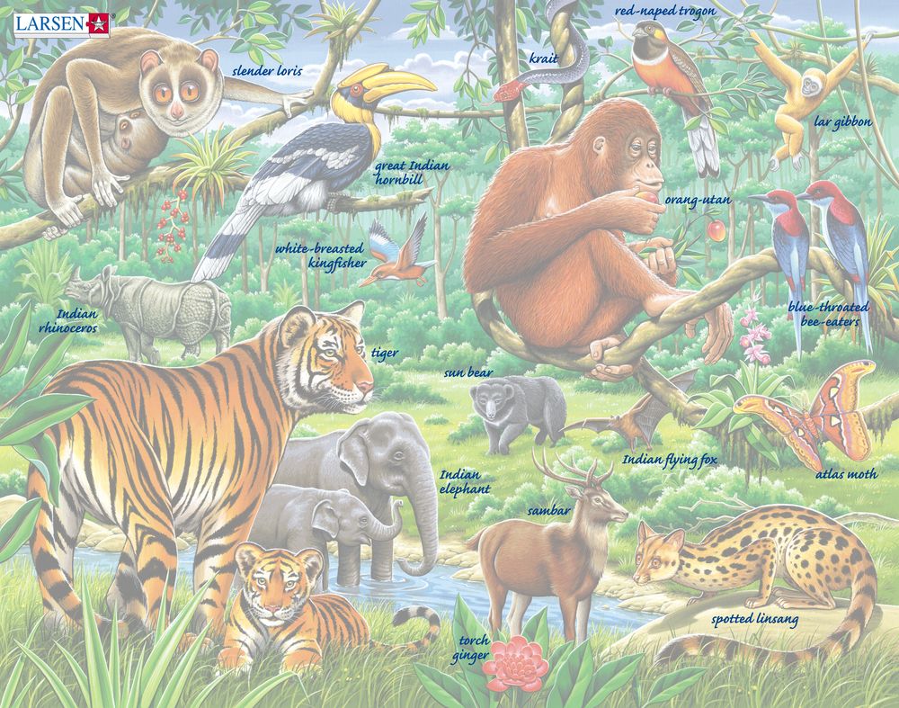 FH24 - A Vibrant Asian Jungle ()