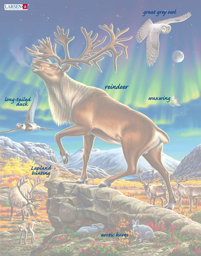 FH26 - Reindeer in Northern Lights ()