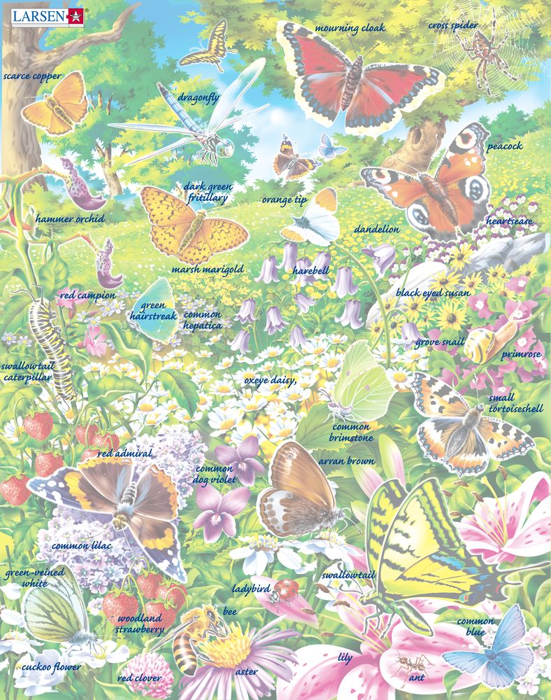 FH28 - Butterflies in a Beautiful Flower Field ()