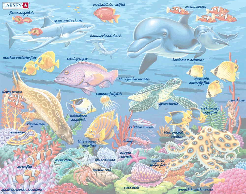 FH29 - Marine Life on a Coral Reef ()