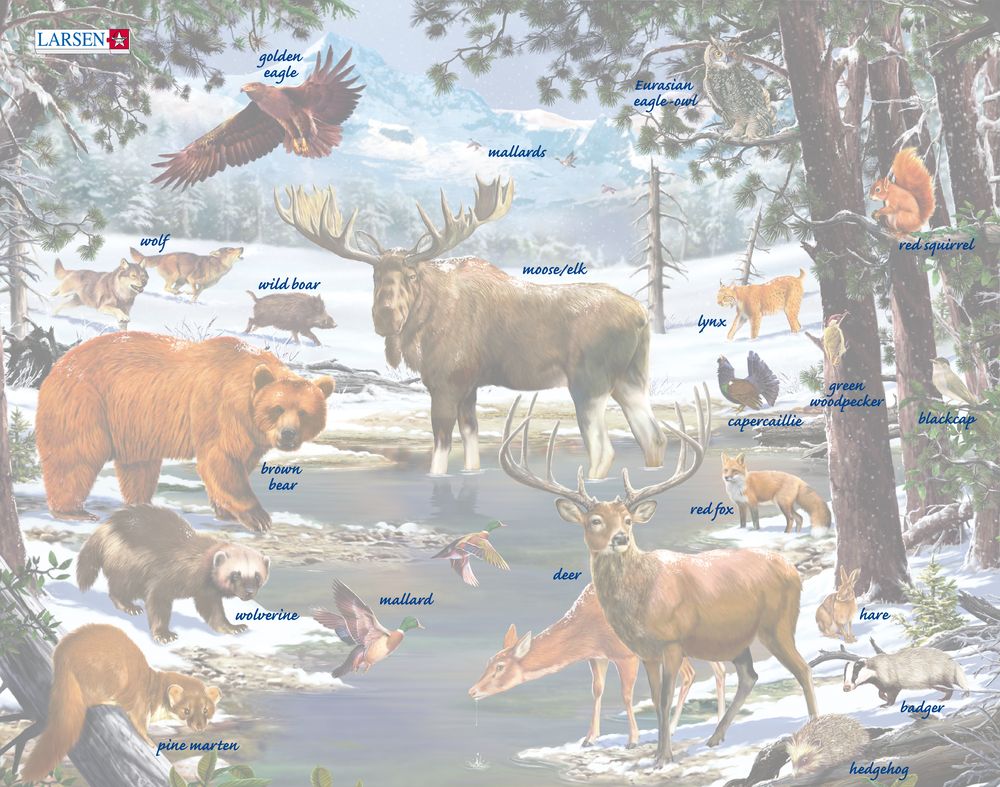 FH32 - A Winter Day in a Nordic Forest ()