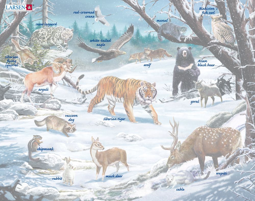 FH34 - Winter Wildlife in Siberia and Northeast Asia ()