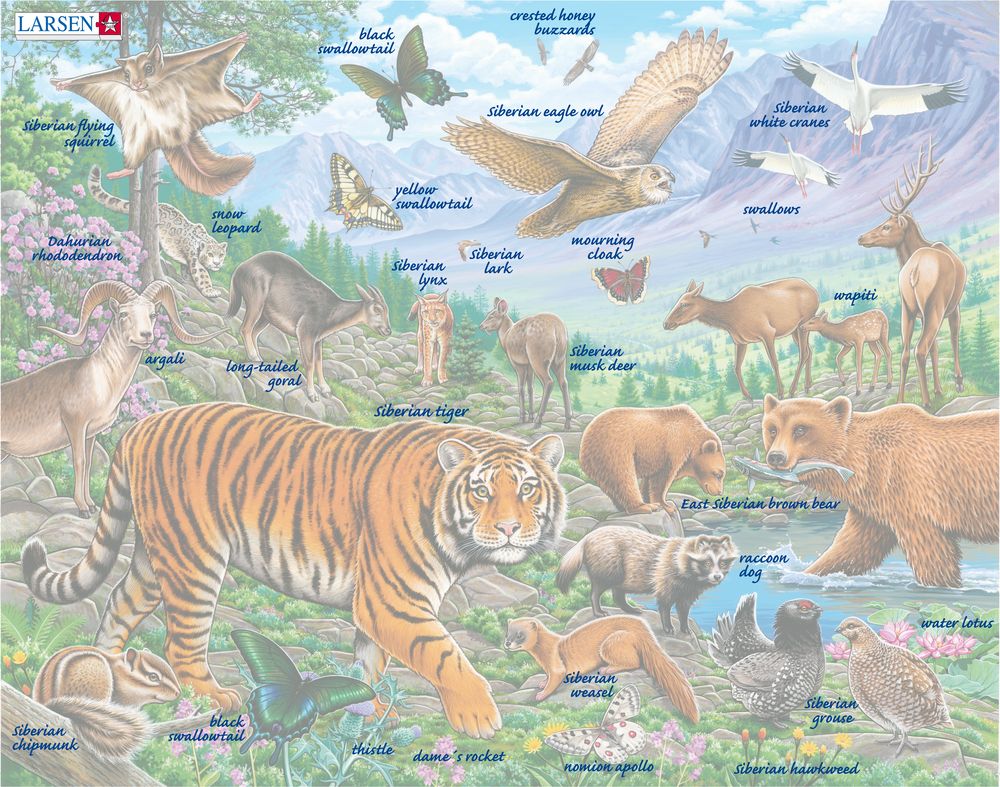 FH39 - The Amur Tiger in Siberian Summer ()