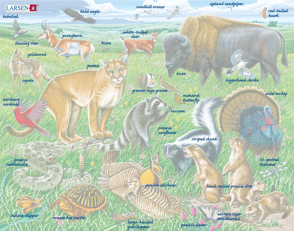 FH40 - Wildlife on the Great American Prairie ()