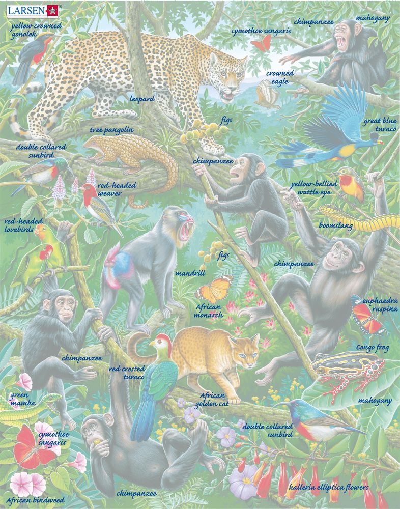 FH41 - A Dense African Rainforest ()