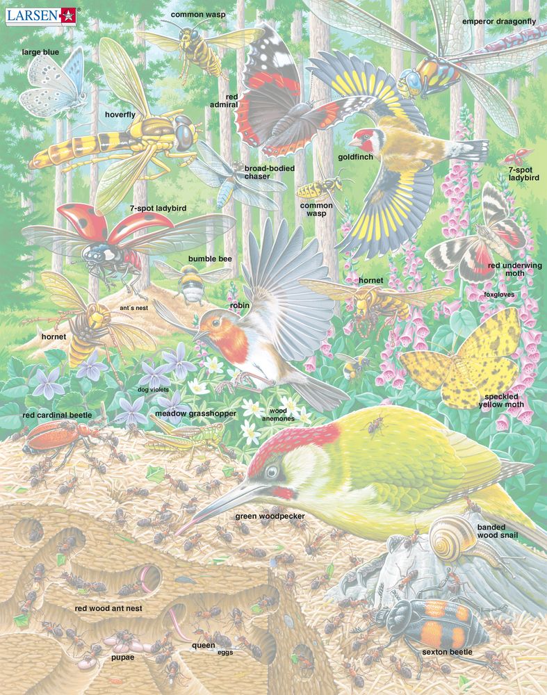 FH46 - Bustling Life on the Forest Floor ()