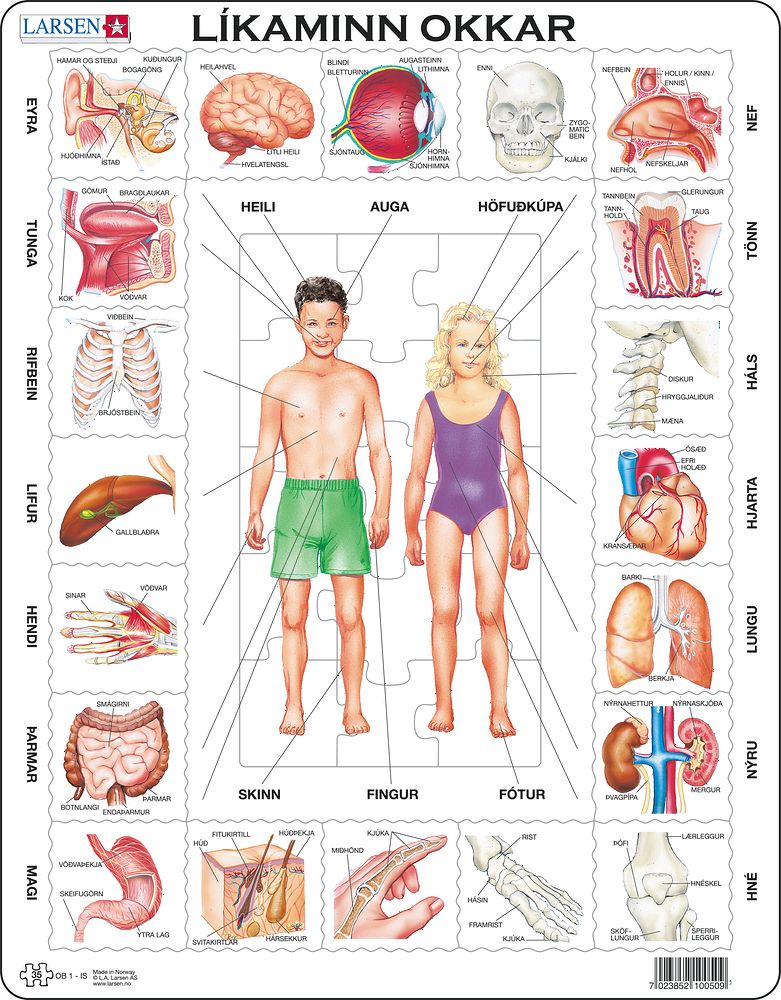 OB1 - Our Body (Icelandic)