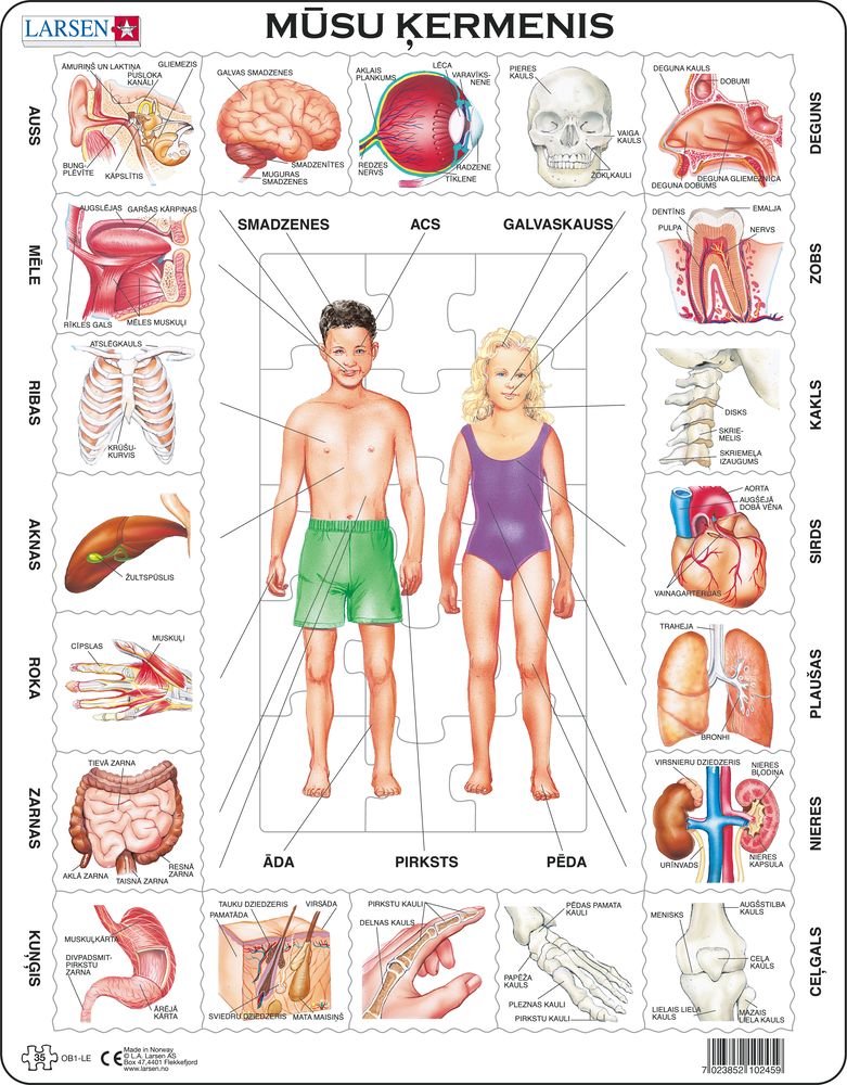 OB1 - Our Body (Latvian)