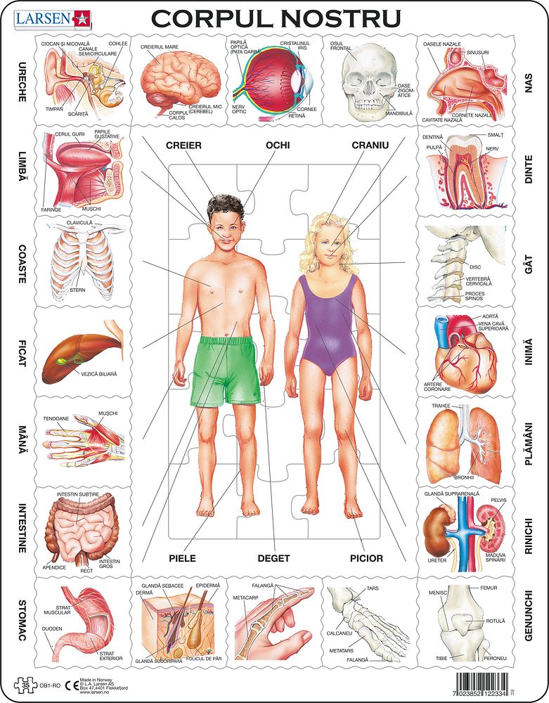 OB1 - Our Body (Romania)