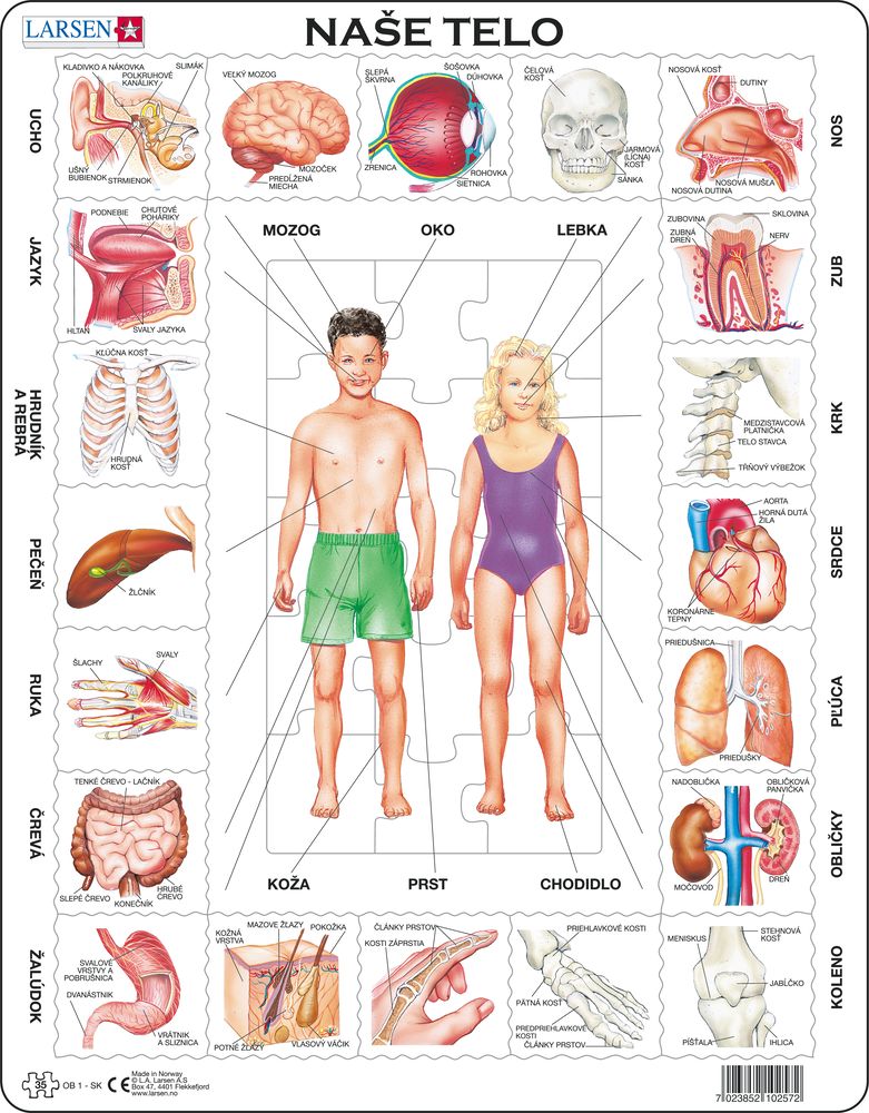 OB1 - Our Body (Slovak)