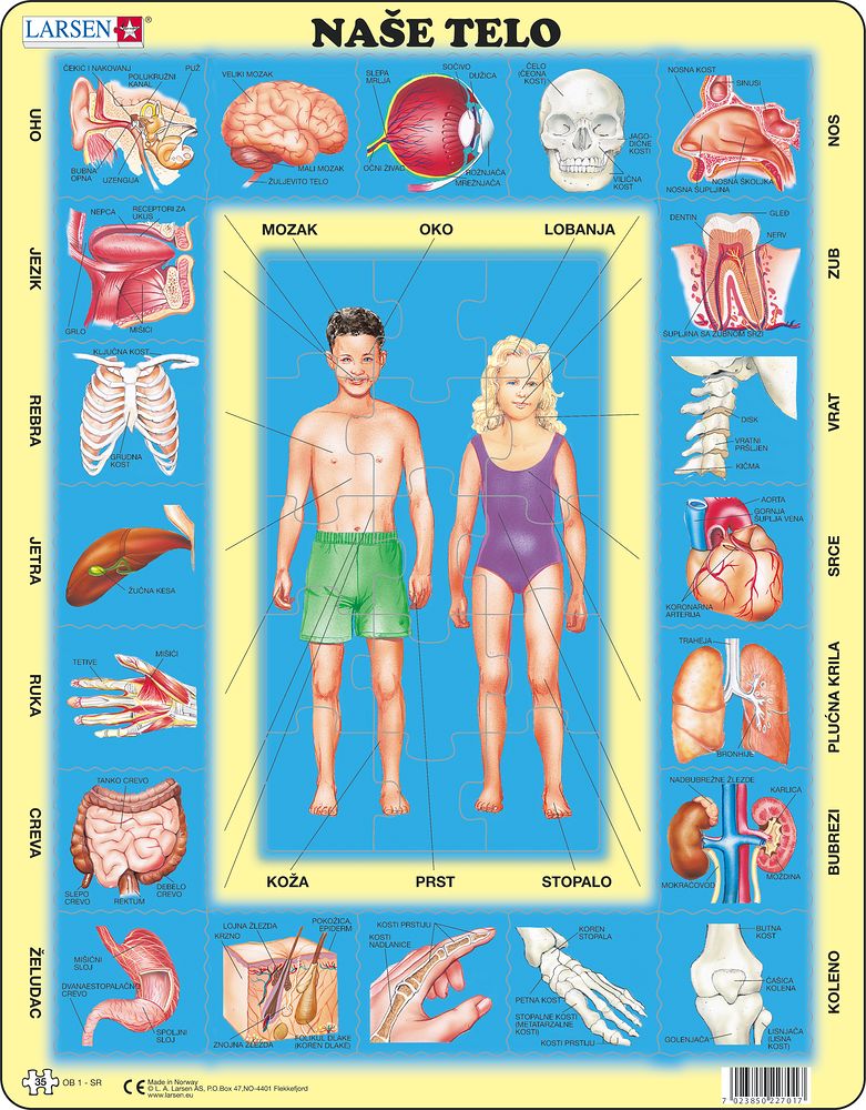 OB1 - Our Body (Serbian)