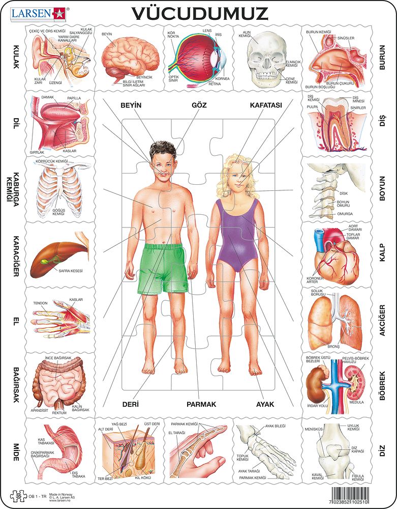 OB1 - Our Body (Turkish)