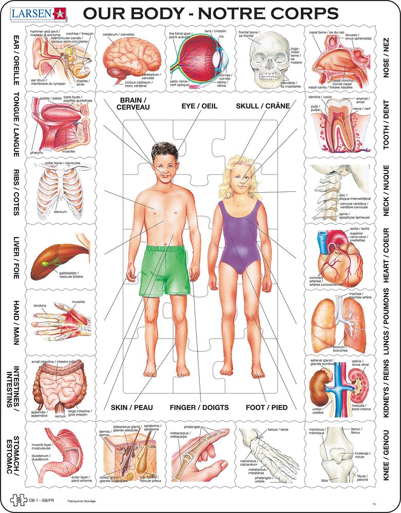 OB1 - Our Body (Multilingual (English/French))