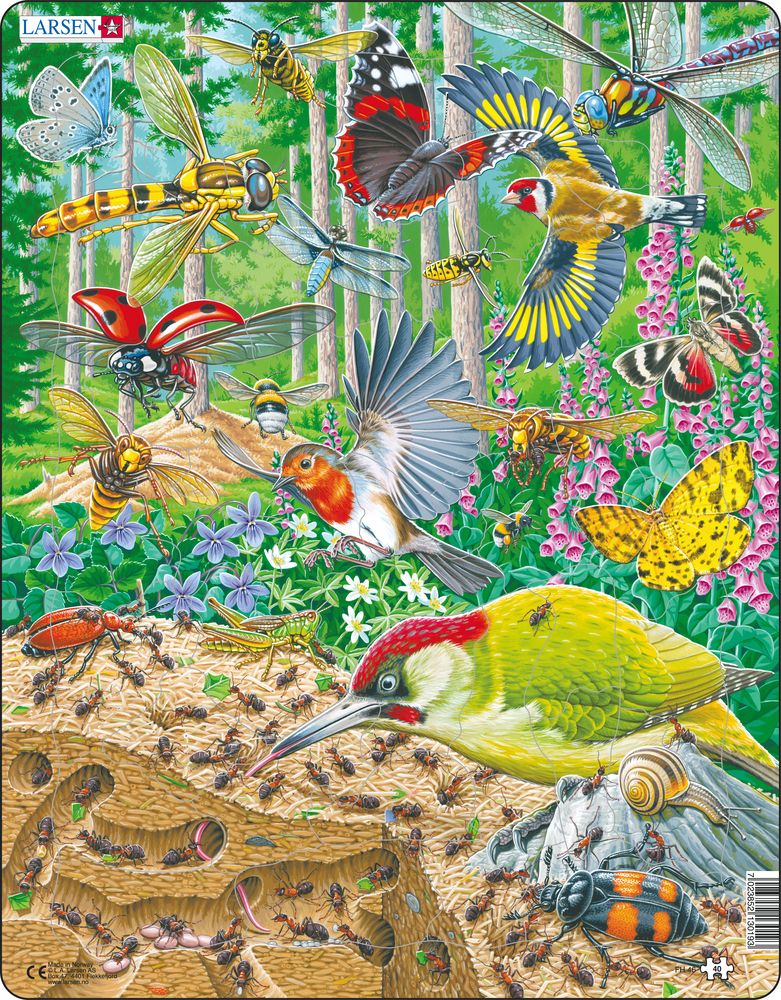 FH46 - Bustling Life on the Forest Floor (Neutral)